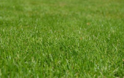 How To Keep Weeds Out Of Your Yard